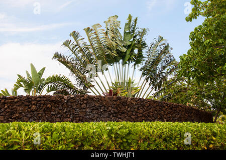 Jardin tropical avec mur de pierre de lave contre un ciel bleu pâle. Des branches de palmiers sont cultivés dans un demi-cercle modèle pour un point focal intéressant dans ce Banque D'Images