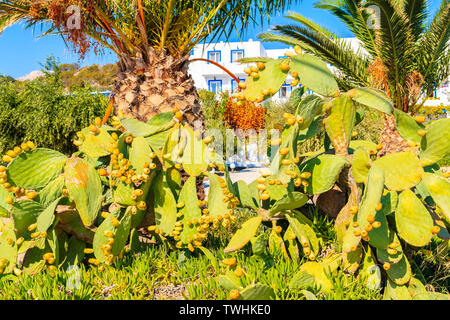 Fleurs Plantes cactus vert contre bleu et la maison blanche sur l'île de Karpathos, Grèce Banque D'Images