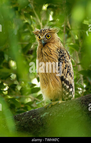 Buffy Hibou - ketupu Blakistoni hibou ou en malais, est une espèce de la famille des Strigidés. L'Inde et le sud de la Birmanie, Cambodge, Laos et Vietnam, T Banque D'Images