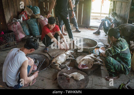 Après l'abattage de porcs dans le rituel chamanique village Akha, près de Phongsali, Laos, Asie. Banque D'Images