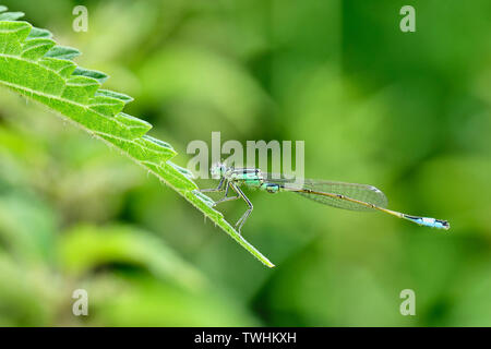 Des macro-dragon fly Banque D'Images