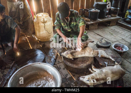 Après l'abattage de porcs dans le rituel chamanique village Akha, près de Phongsali, Laos, Asie. Banque D'Images