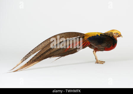 Phasianidae animaux oiseaux stand isolated on white background studio Banque D'Images