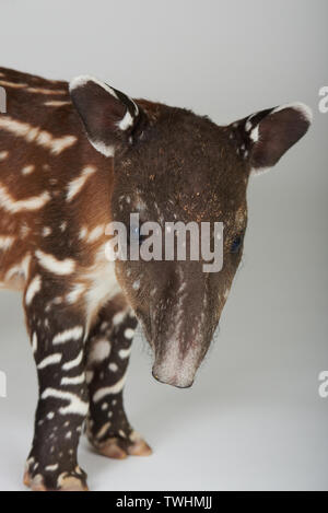 Bébé animal sauvage en studio. Portrait des petites tapir Banque D'Images