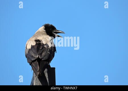 Hooded crow autre croasse isolé sur fond de ciel bleu. Raven avec bec ouvert Banque D'Images