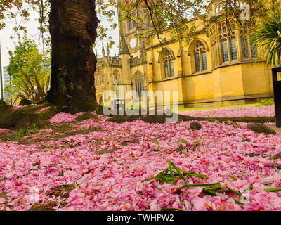 Pétales de fleur de cerisier rose couvrant le sol sous un arbre à l'extérieur de la Cathédrale de Manchester sakura au printemps Banque D'Images