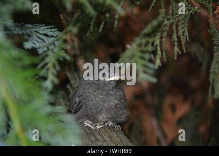 Rougequeue noir jeune oiseau est assis à l'avant sur la branche dans une haie Banque D'Images