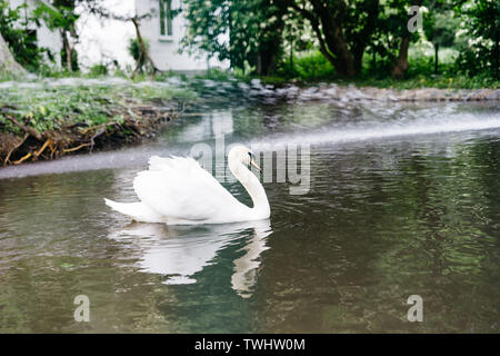 Dans le zoo de white swan nage dans l'étang Banque D'Images