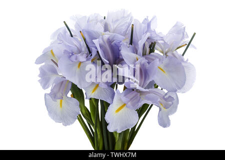 Couleur bleu Iris Flower isolated on White Background. Banque D'Images