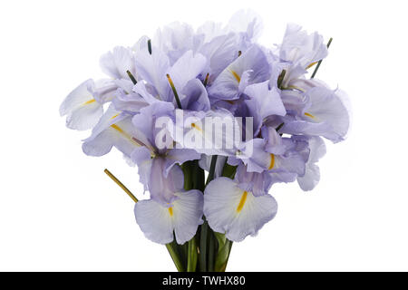 Couleur bleu Iris Flower isolated on White Background. Banque D'Images