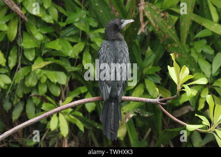 Peu d'aigrettes (Turdus niger) par un étang au Sri Lanka Banque D'Images