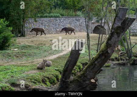 Deux tapir dans l'arrière-plan et deux capybaras à l'avant Banque D'Images