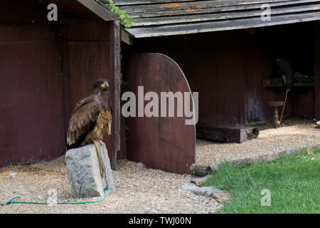 Golden Eagle sur une petite roche close-up Banque D'Images