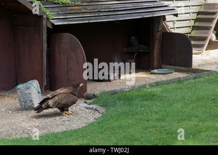 Golden Eagle sur le terrain close-up Banque D'Images