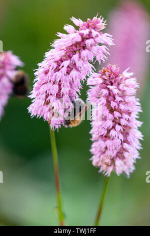 Un arbre, Bumblebee Bombus hypnorum, se nourrissant d'une politique commune de la bistorte, Persicaria bistorta syn. Bistorta officinalis. Banque D'Images