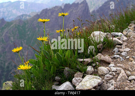 Arnica montana L. Arnika górska, Pomornik; le fléau du loup, le fléau du léopard, le tabac de montagne et l'arnica de montagne, Ette Arnika, Bergwohlverleih; Tatry Banque D'Images