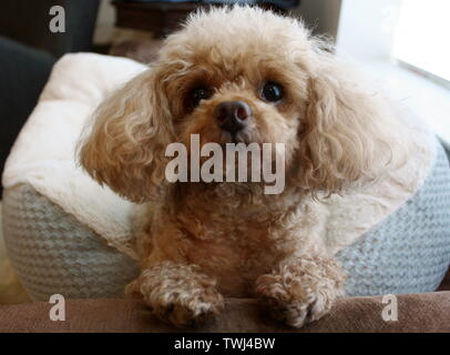 Caniche toy rouge mignon chiot avec un style coupé après son toilettage Banque D'Images