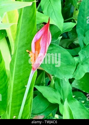 La macro/close up d'anthurium rose à Hawaii, USA Banque D'Images