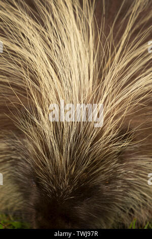 Cheveux Porcupine, Tseriadun State Recreation Site, Oregon Banque D'Images