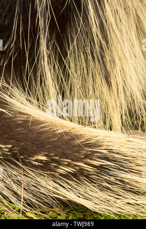 Cheveux Porcupine, Tseriadun State Recreation Site, Oregon Banque D'Images