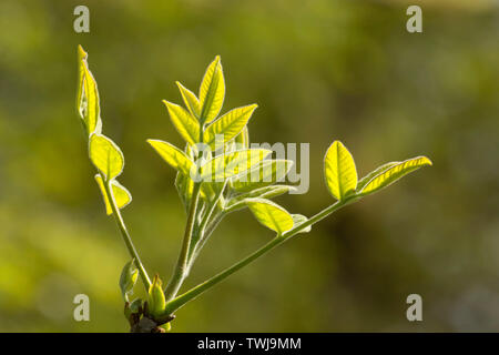 Oregon frêne (Fraxinus latifolia), EE Wilson de faune, de l'Oregon Banque D'Images