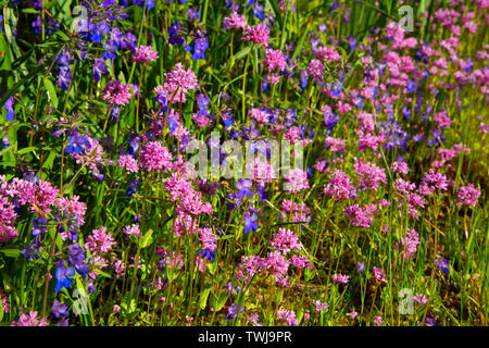 Blue-eyed Mary (Collinsia grandiflora) et rosy le plectritis (Le Plectritis congesta), zone naturelle Camassia, West Linn, Oregon Banque D'Images