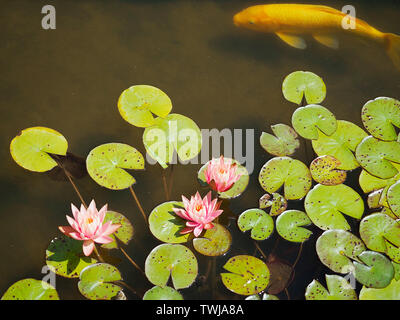 Poissons Koi Orange en étang avec fleurs rose Banque D'Images