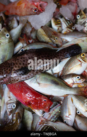 De nombreux types de poissons frais et de matières premières, Caesionidae, Baramundi, le mérou sur glace au marché de poissons de Kedonganan Banque D'Images