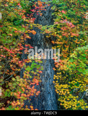 Vine Maple, la pruche subalpine, Rogue River National Wild and Scenic River, Rogue River National Forest, Virginia Banque D'Images