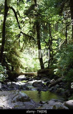 La lumière filtre à travers les arbres le long du ruisseau McDowell la création d'un cadre paisible dans la forêt de l'Oregon. Banque D'Images