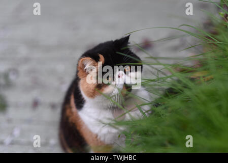 Persian cat exotiques à la recherche à l'usine Banque D'Images