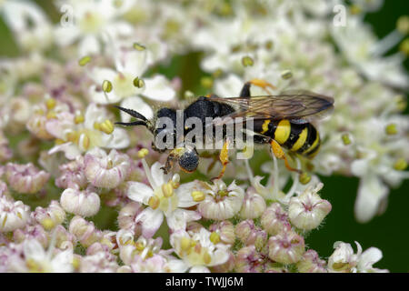 Digger, au corps allongé, Wasp - cribrarius Umbellifer Crabro se nourrissant de fleurs Banque D'Images
