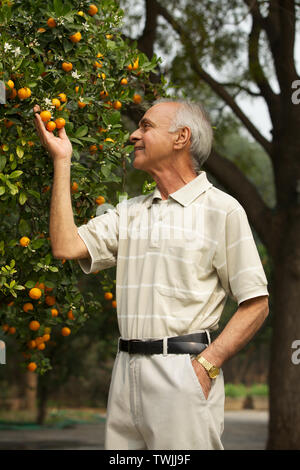 Un vieil homme vérifie les oranges d'un arbre Banque D'Images