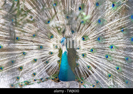 Peacock avec les ailes grandes ouvertes, Philippines Banque D'Images