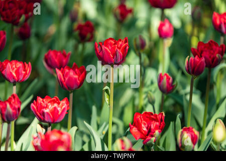 Beau et lumineux coloré tulipes rouges sur fond vert foncé. Grande photographie du gros plan du Festival. Banque D'Images