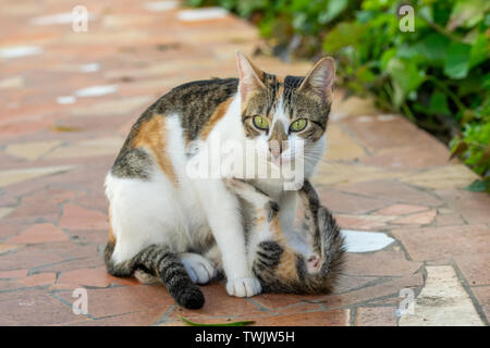 Alimentation chaton écaille Calico et d'être toilettés par mère cat Banque D'Images