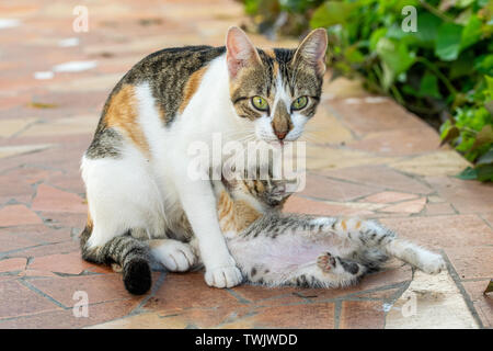 Alimentation chaton écaille Calico et d'être toilettés par mère cat Banque D'Images