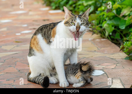 Alimentation chaton écaille Calico et d'être toilettés par mère cat Banque D'Images