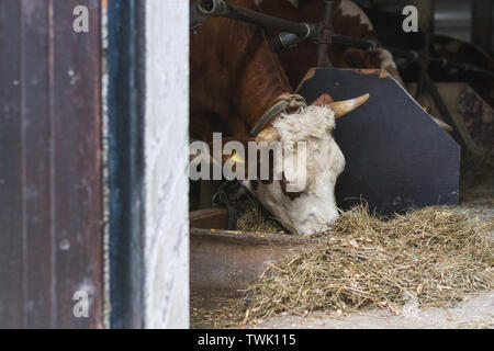 Vache Simmental se nourrir dans l'étable Banque D'Images