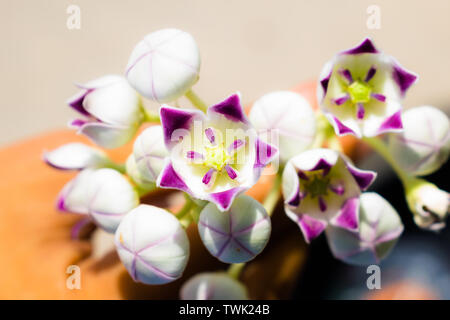 Close up de calotropis gigantea, un tas de fleurs violettes,sodome planter des fleurs d'Apple. Banque D'Images