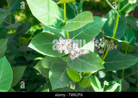 Close up de calotropis gigantea plante avec un bouquet de fleurs violettes,avec des fleurs des plantes apple Sodome. Banque D'Images