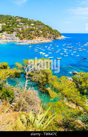 Pins verts et de bateaux dans la baie près de la mer village de Llafranc, Costa Brava, Espagne Banque D'Images