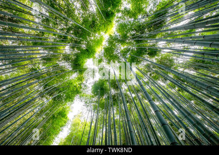 Low angle view beau vert bamboo grove forest Banque D'Images