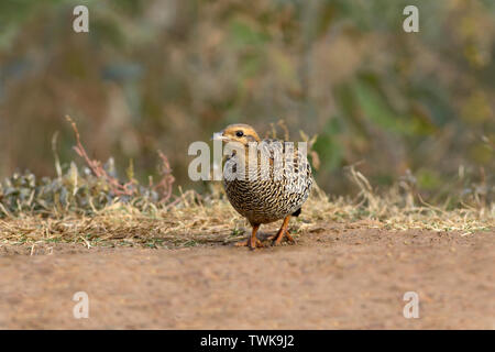 Francolin noir Francolinus francolinus, femme,, Sattal, Uttarakhand, Inde. Banque D'Images