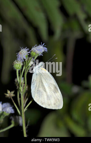 Le chou blanc, Pieris brassicae, la Réserve de tigres de Namdapha, Arunachal Pradesh, Inde. Banque D'Images