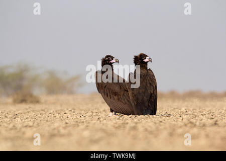 Cinereous Vulture, Coprinus monachus, Little Rann de Kutch, Gujarat, Inde. Banque D'Images