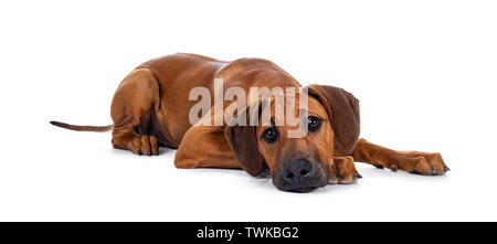 Cute wheaten Rhodesian Ridgeback puppy dog avec museau noir, fixant côté face à l'avant. Looking at camera avec de doux yeux bruns et triste visage. Banque D'Images