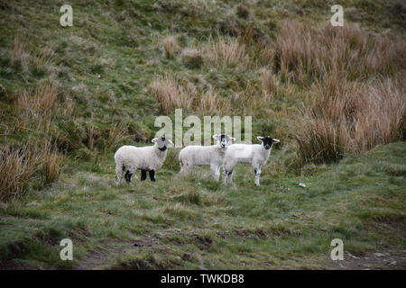 Trio d'agneaux sur le dales dans le Nord de l'Angleterre. Banque D'Images