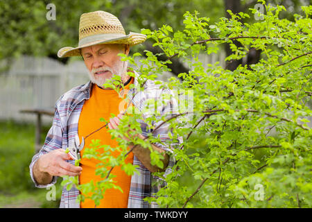 Couper les branches. Barbu aux cheveux gris dans l'homme à la retraite chapeau de paille fine branches près de sa maison Banque D'Images