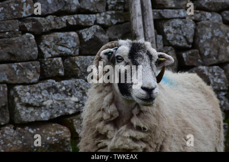 Swaledale mignon moutons sur l'image dans le Dales. Banque D'Images